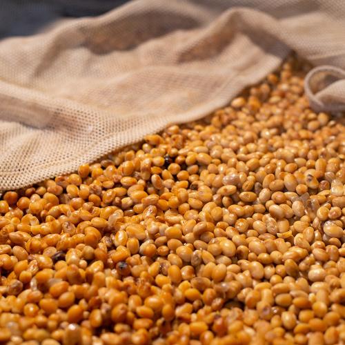 Natural Brown Rice Miso　自然栽培玄米麹味噌 500g